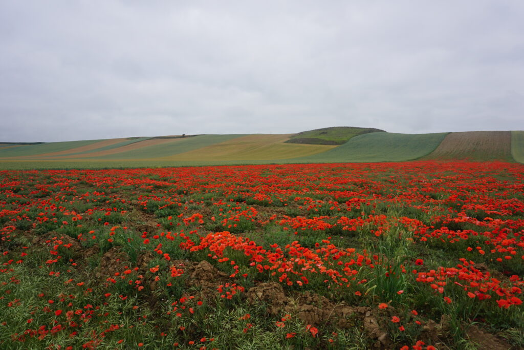 Paysage du Camino Francés en Espagne, photographié par Arnaud Lalanne, écrivain voyageur