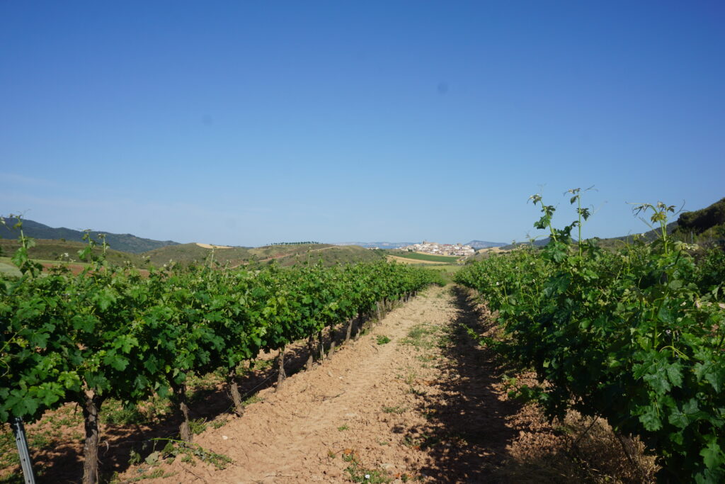 Paysage du Camino Francés en Espagne, photographié par Arnaud Lalanne, écrivain voyageur